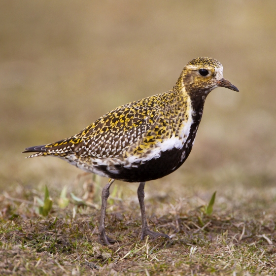 Golden Plover BTO British Trust for Ornithology